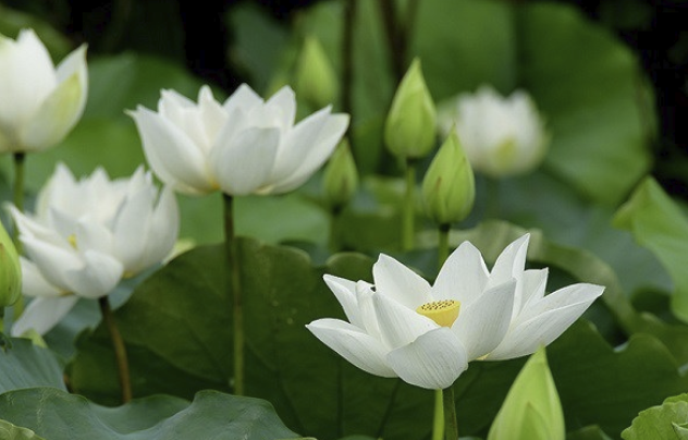 hoa sen trong Phật giáo